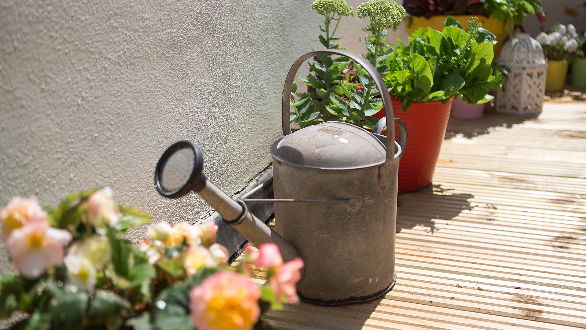 Close up of a watering can on wooden decking in a garden to support a guide on should outdoor plants be watered every day in hot weather
