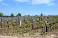 Young vines at Norman Hardie Winery, Prince Edward County.
