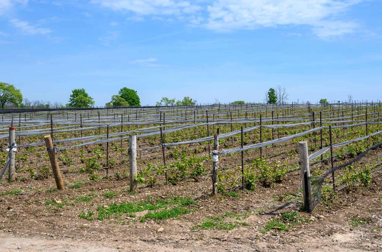 Young vines at Norman Hardie Winery, Prince Edward County.