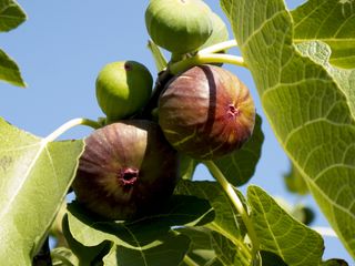 Close-up of figs on the fig tree