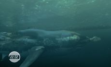 Michael Phelps and shark