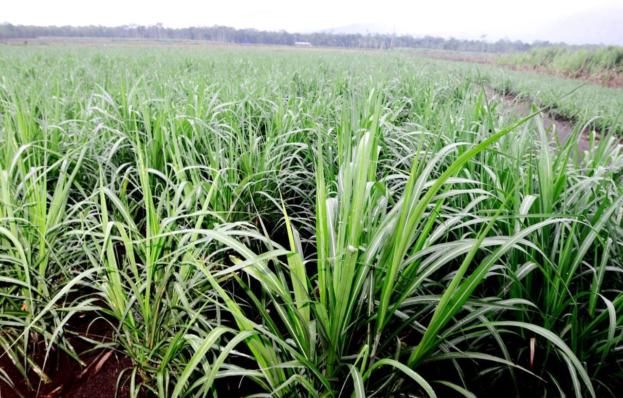 sugarcane propagation