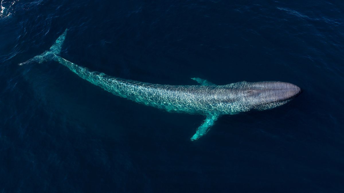 Blue Whales: The Most Enormous Creatures on Earth | Live Science