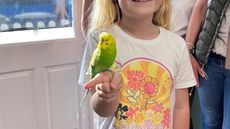 budgie.jpg