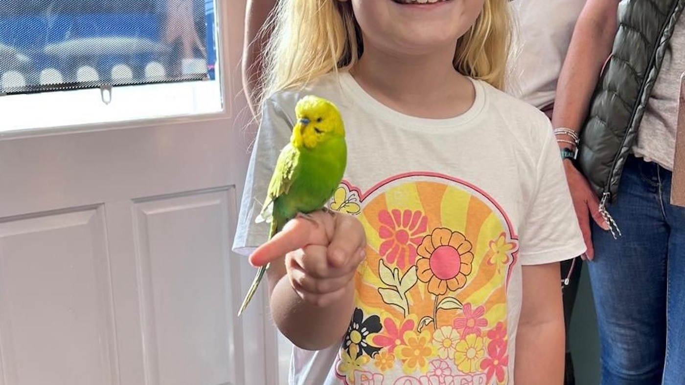 budgie