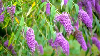 Close-up image of the beautiful summer flowering Buddleja, or Buddleia, commonly known as the butterfly bush