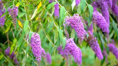 Close-up image of the beautiful summer flowering Buddleja, or Buddleia, commonly known as the butterfly bush 