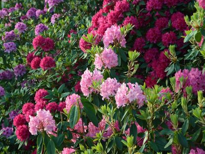 Colorful Flowering Evergreen Trees