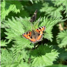 Tortoiseshell butterfly on stinging nettles in garden