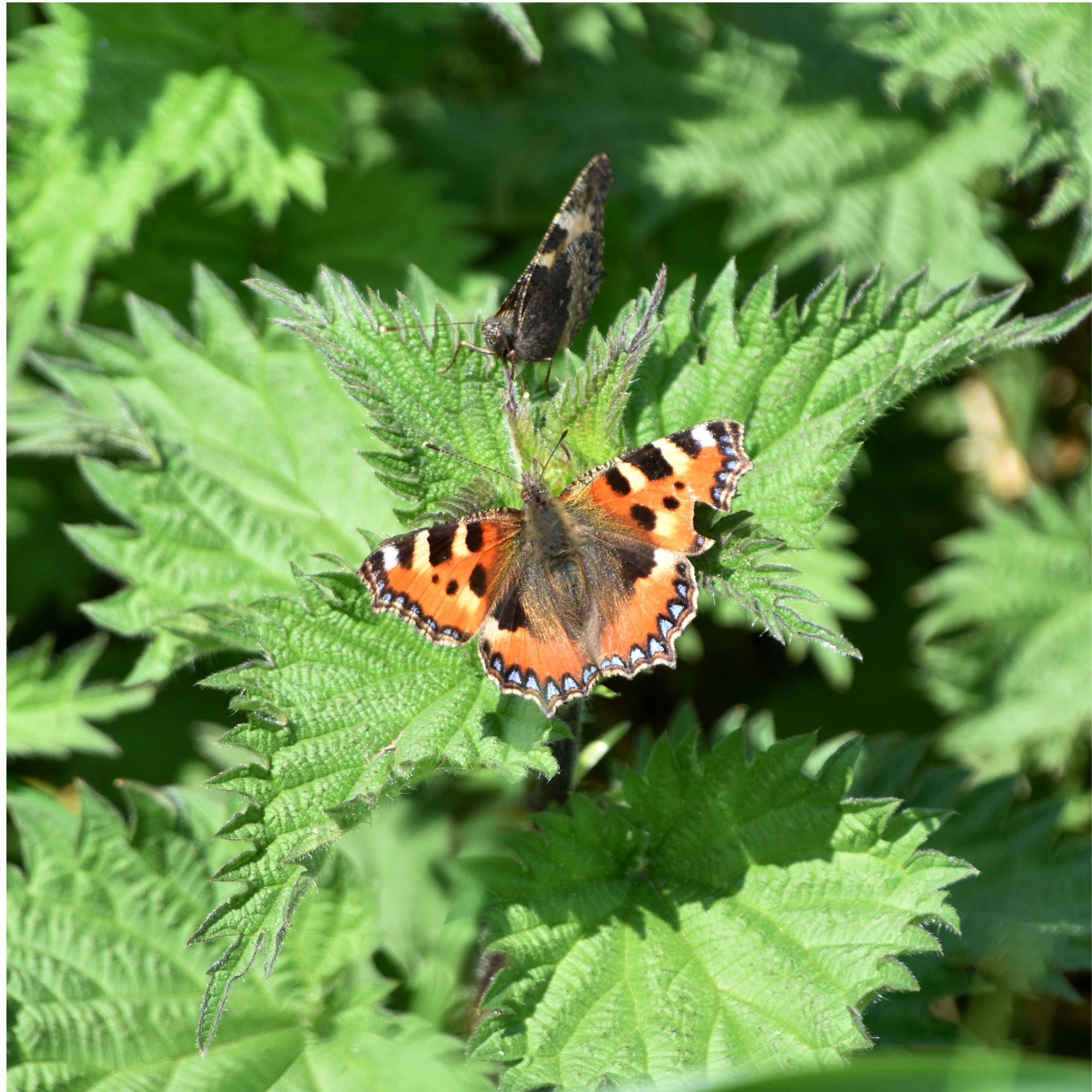 Tortoiseshell butterfly on stinging nettles in garden