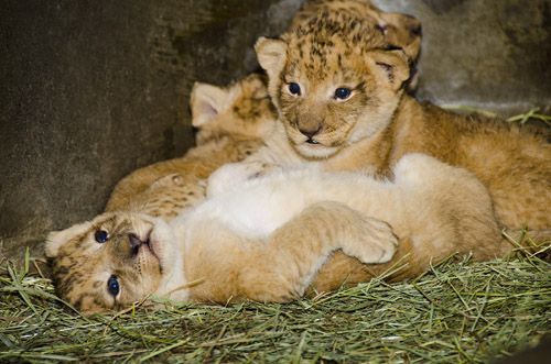 cute animal babies, Woodland park zoo