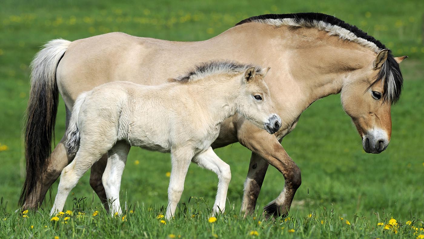 Norwegian Fjord Horse (Equus ferus caballus). Mare with foal walking on a meadow.