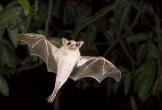 a dwarf epauletted fruit bat (<em>Micropteropus pussilus</em>) flying at night