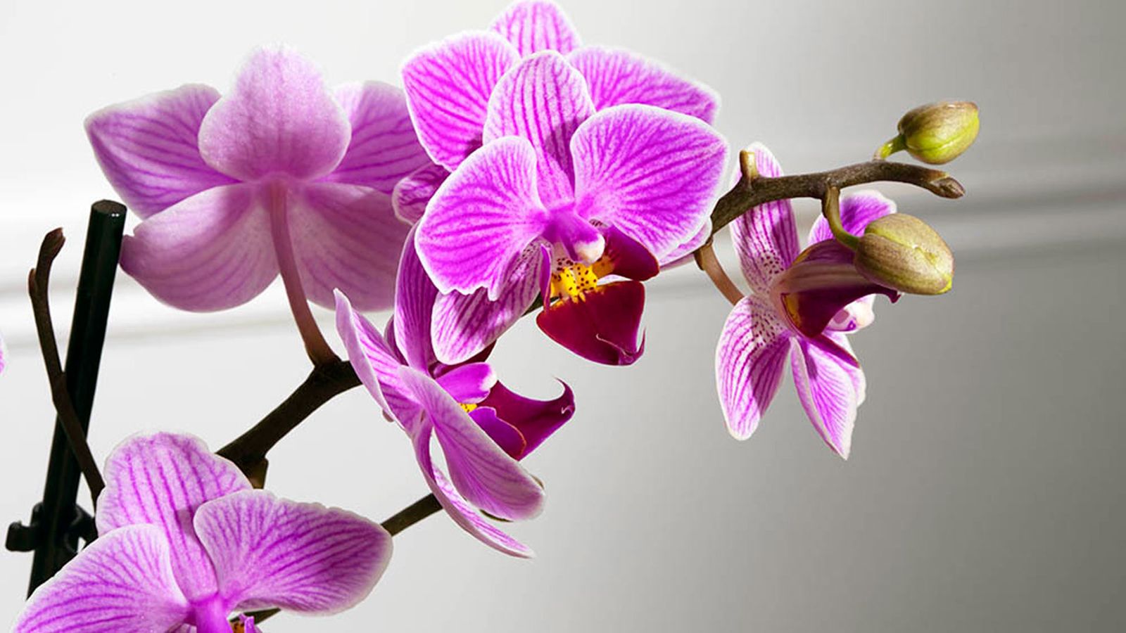 Orgidiee How to care for orchids indoors with our beginner's guide | Woman & Home