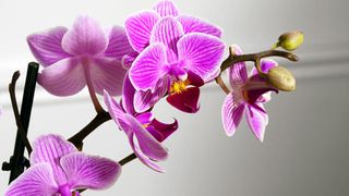 close up of pink orchid flowers