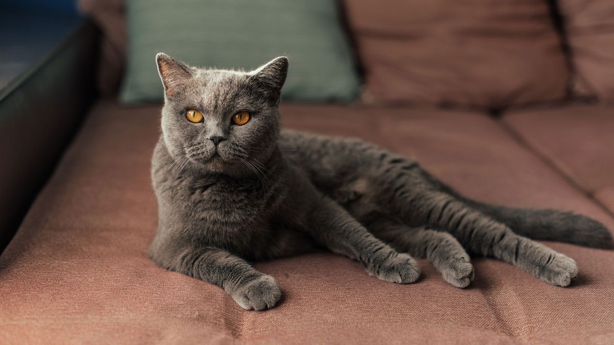 Quiet cat breeds: A British Shorthair cat 