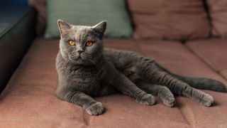 Quiet cat breeds: A British Shorthair cat