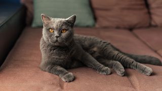 Quiet cat breeds: A British Shorthair cat 