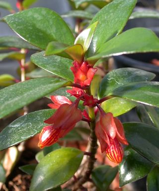 Goldfish Plant (Nematanthus 'Tropicana'