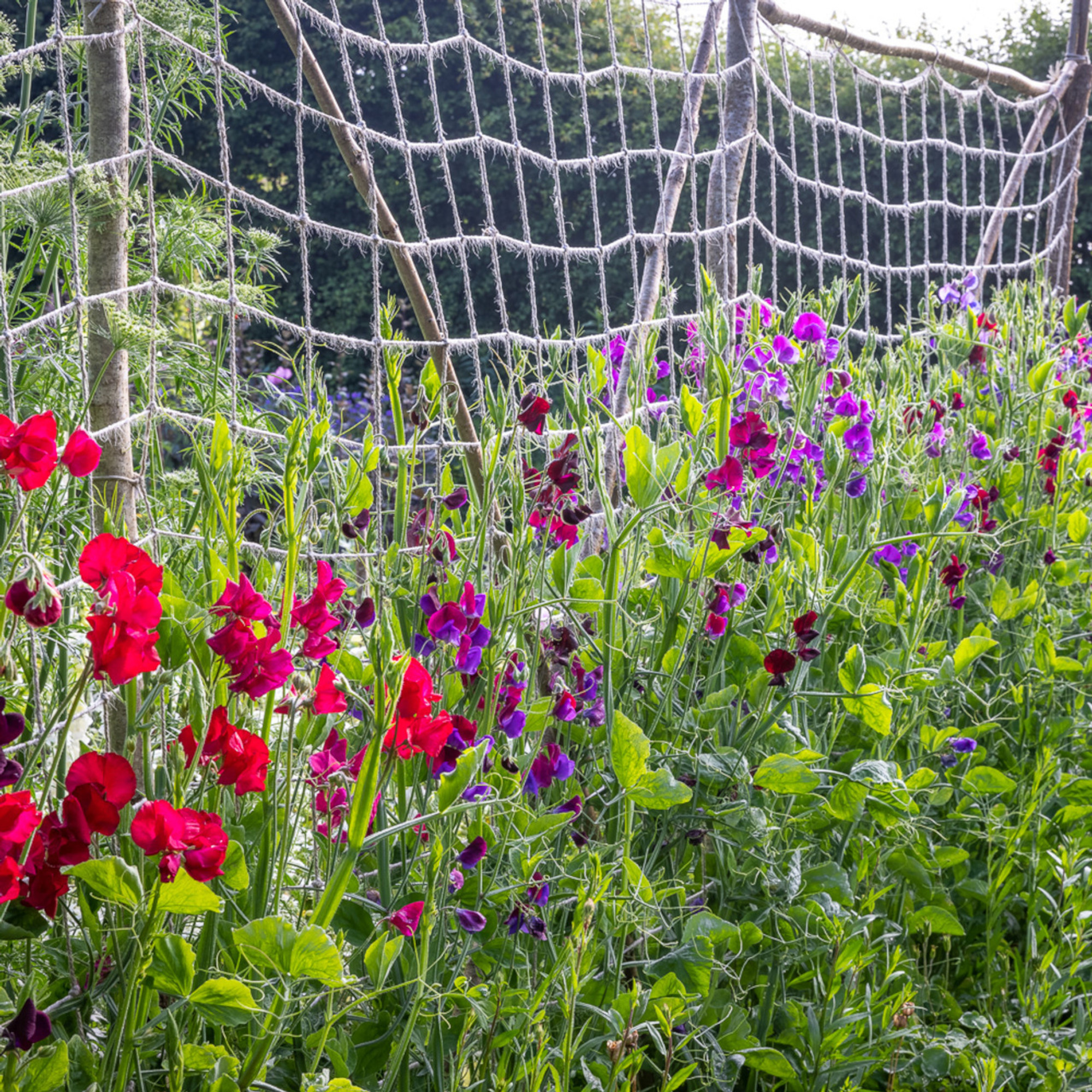 sarah raven jute netting with sweet peas growing up it