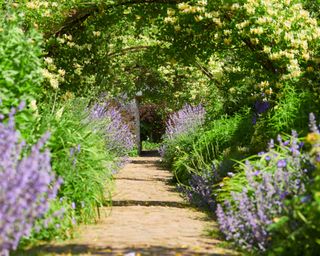 garden path lined with lavender and honeysuckle