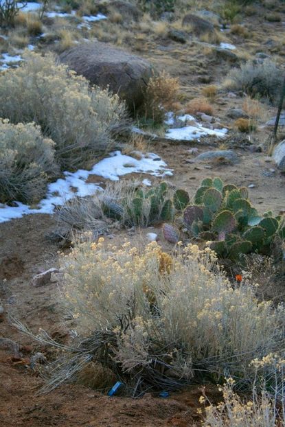 Desert Plants With Some Snow Fall
