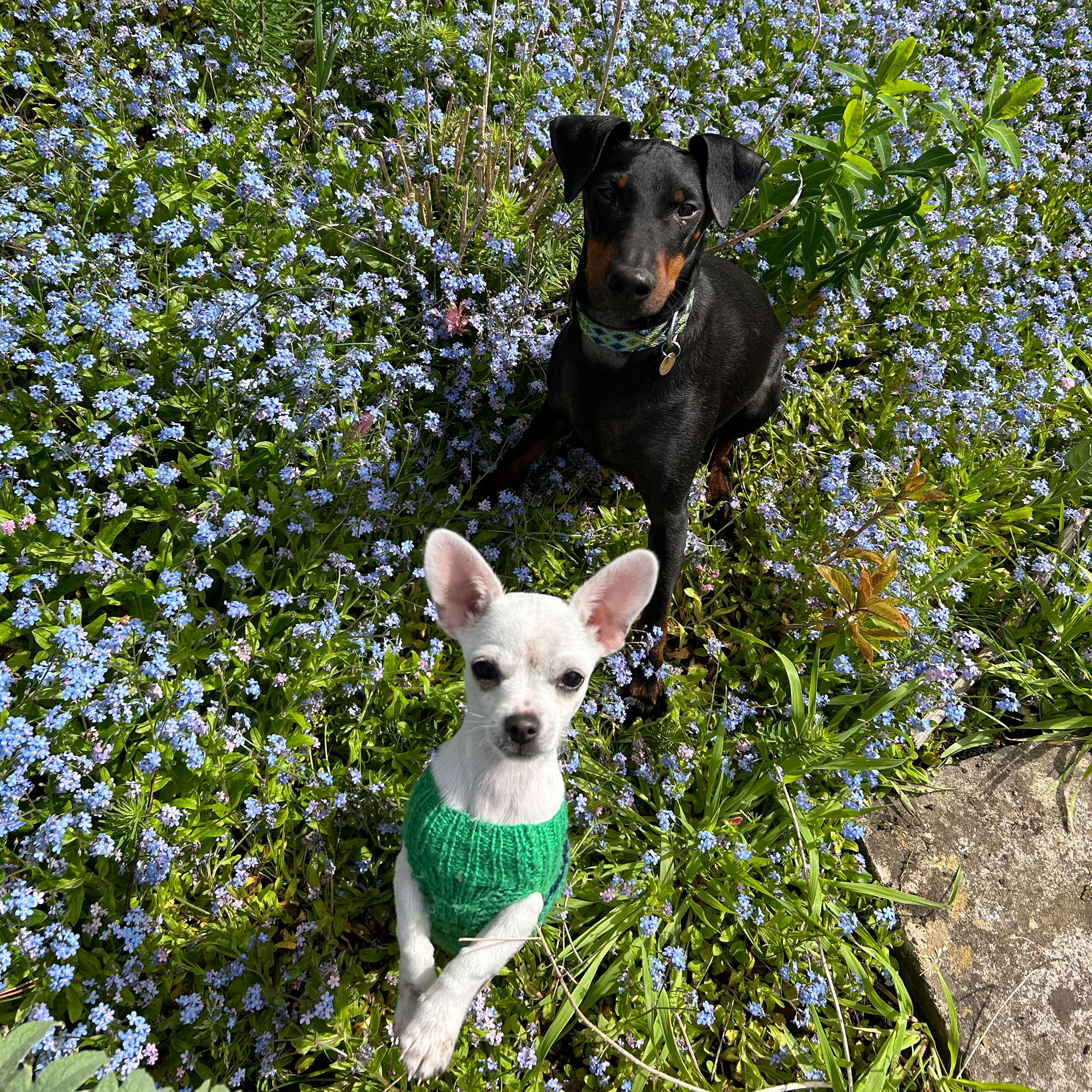 One white and one black dog on lawn covered in tiny blue flowers
