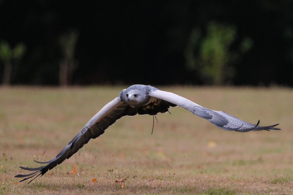 A photo of a bird of prey captured using a Fujifilm X-H2S and XF 400mm F4.5 R LM OIS WR telephoto lens