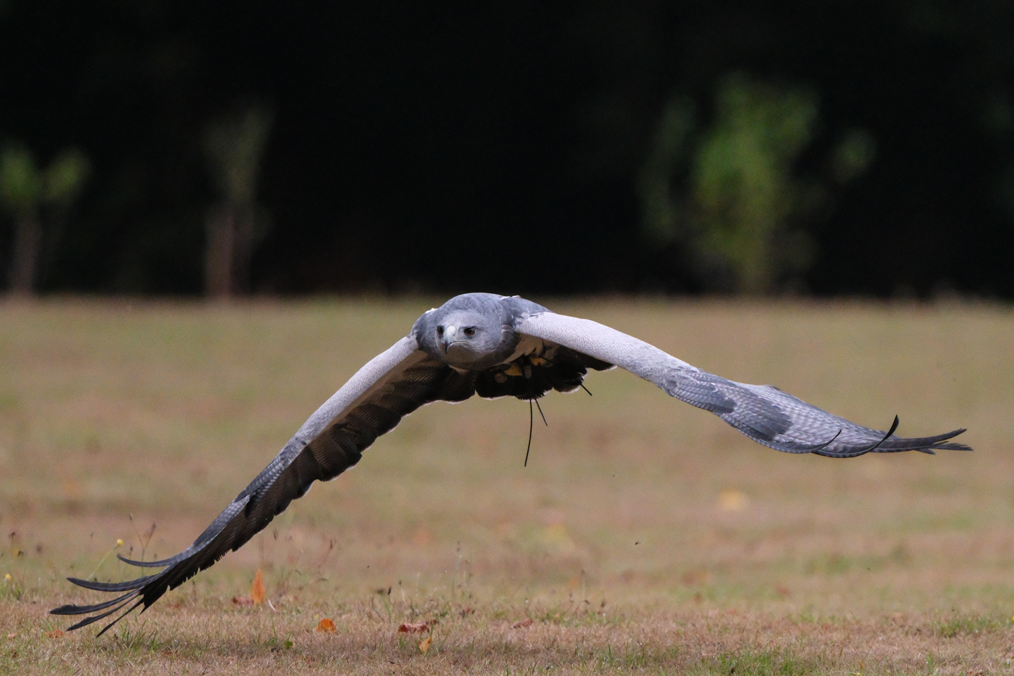 A photo of a bird of prey captured using a Fujifilm X-H2S and XF 400mm F4.5 R LM OIS WR telephoto lens