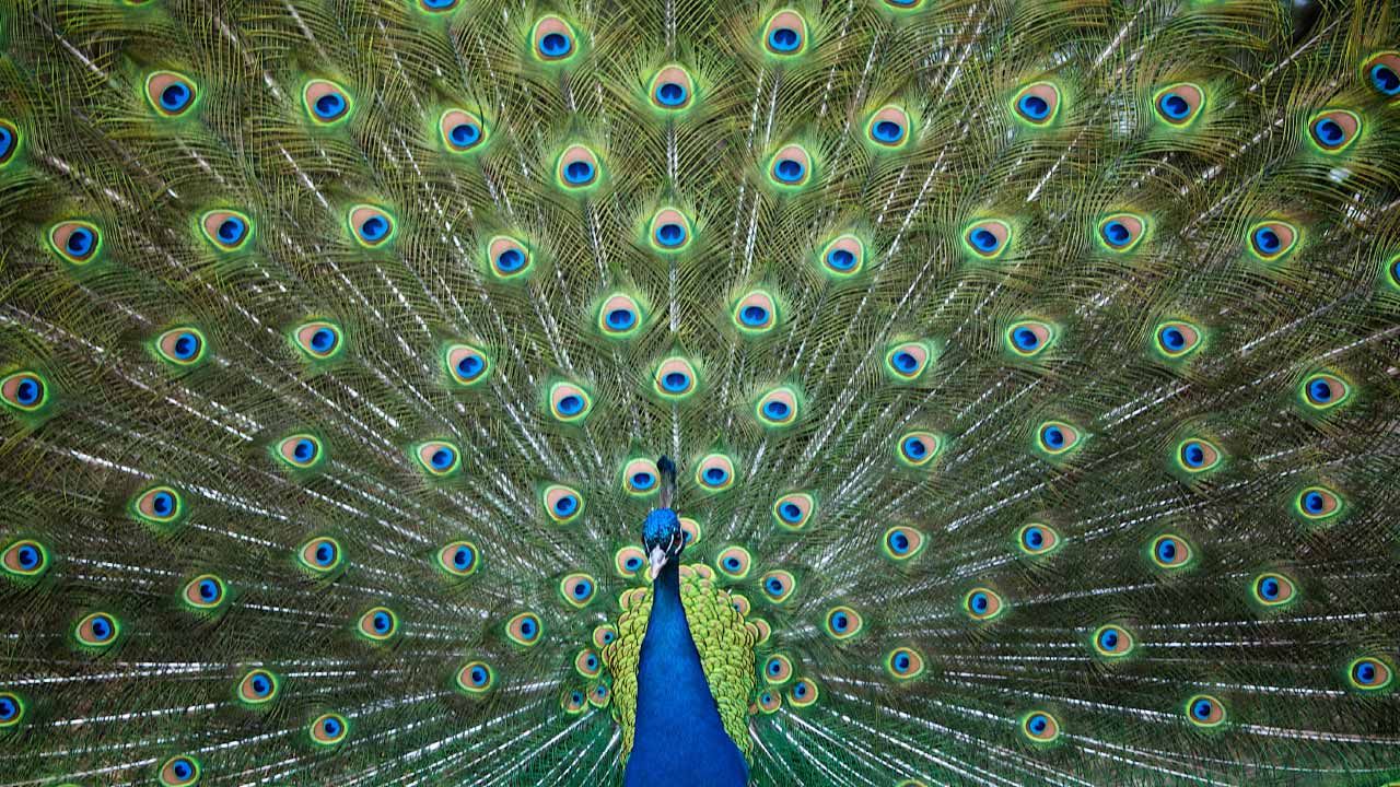 Peacock showing its feathers