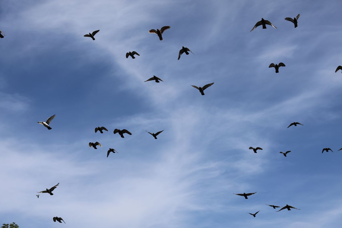 A photo of pigeons in flight taken on a Canon EOS R6 Mark III