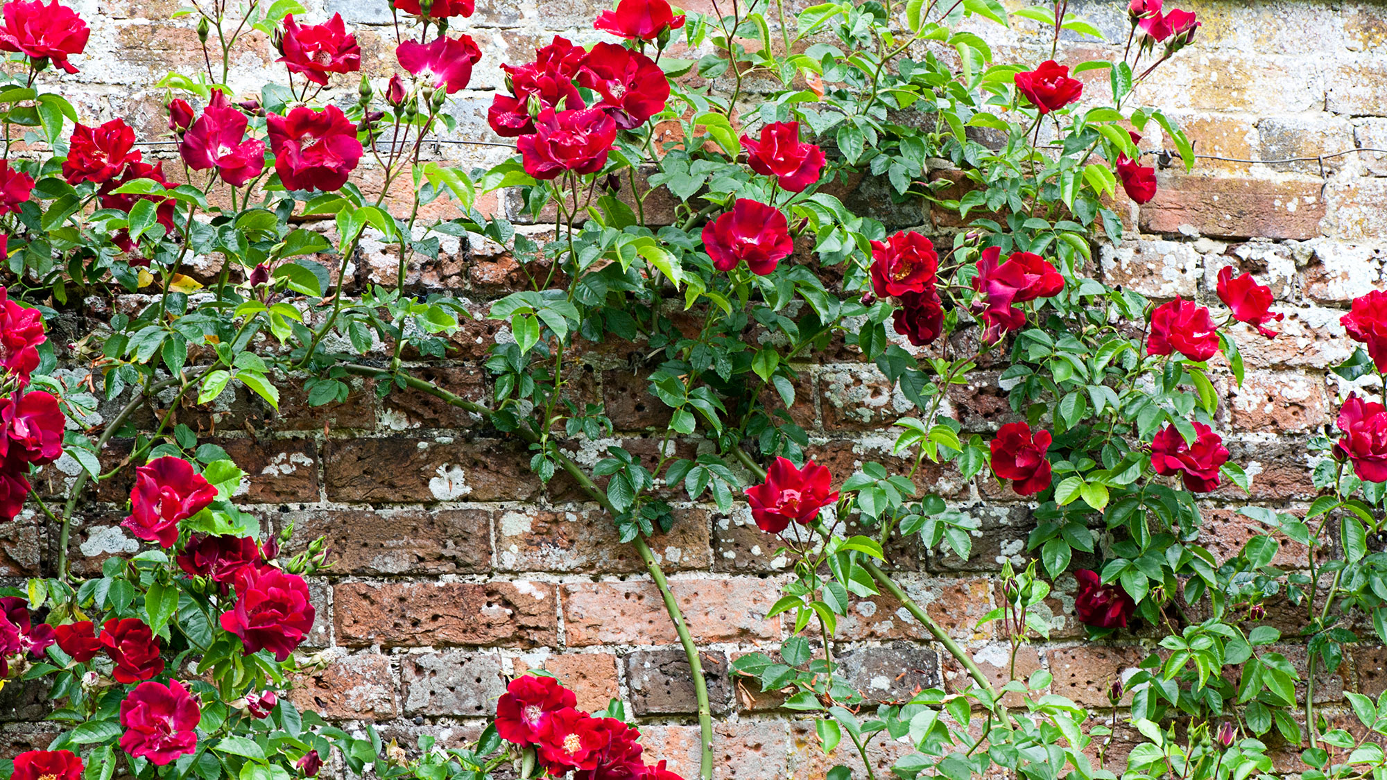 red flowering rambling rose climbing up a brick wall