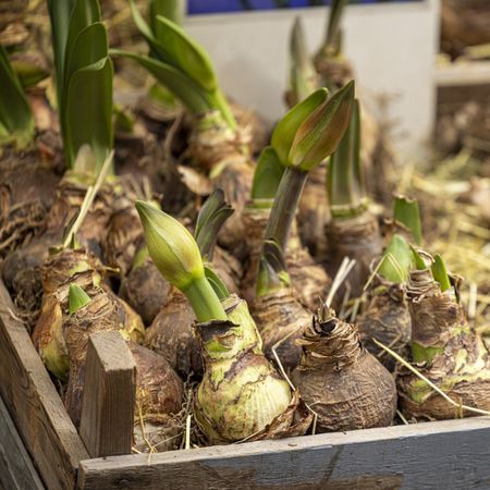 Many amaryllis bulbs sprouting in a crate of straw