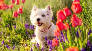 west highland terrier among red and purple flowers