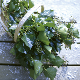 rustic trug with ivy and snow