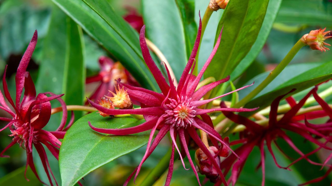 Crimson star-shaped blooms of Florida anise in a sunny garden border