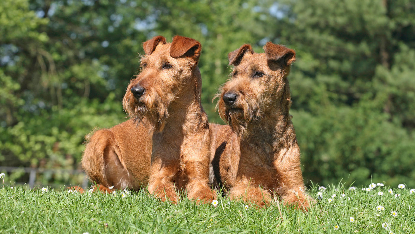 Two irish terriers sitting on grass