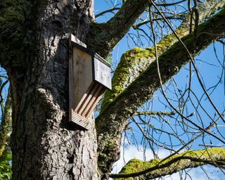 wooden bat house attached to tree