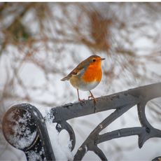 Grief at Christmas