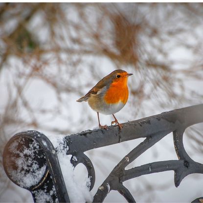 Grief at Christmas