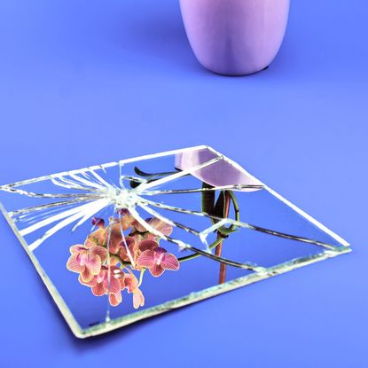 Organism, Triangle,