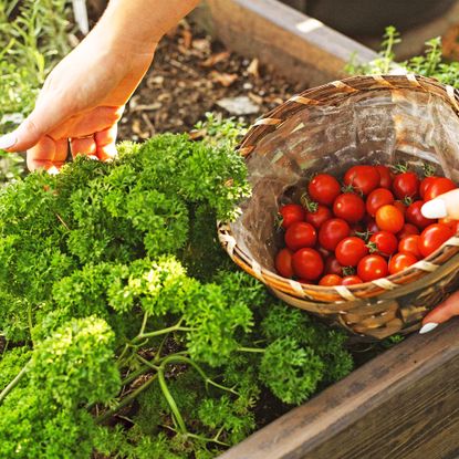 Gardener harvests herbs including parsley alongside tomatoes