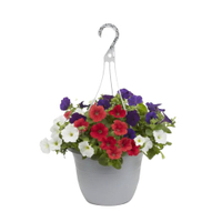 1.5-Gallon Multicolor Petunia in Hanging Basket