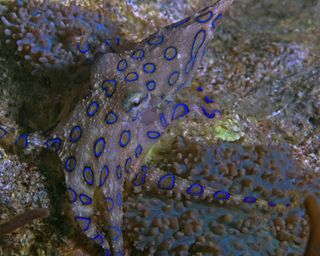 A poisonous blue-ringed octopus.