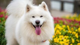 Samoyed breed profile