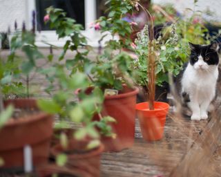 A black and white cat sits between a variety of potted plants on a wooden decking. She is looking away, past the camera and beyond.