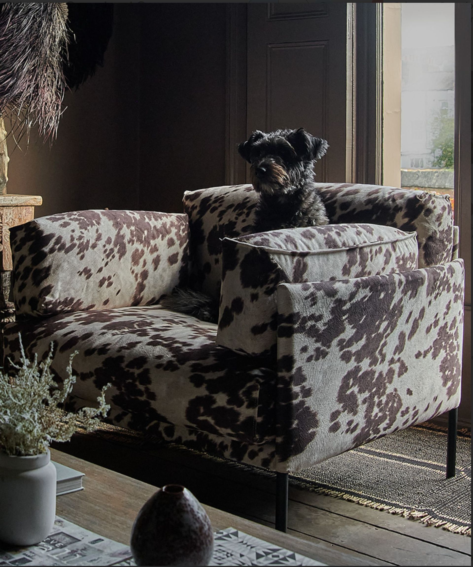 A cowhide armchair in a rustic style room, with a miniature schnauzer sitting on it.