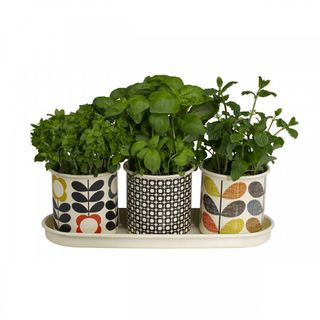 Enamel herb pots containing fresh green herbs on matching tray
