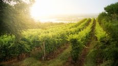 Sun rising over hillside vineyard. Shot in Crôzes-Hermitage area of the Côtes du Rhône wine region in France.