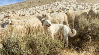 Great Pyrenees dog standing with sheep